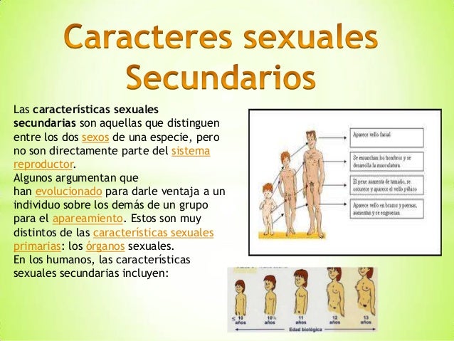 Caracteres Primarios Y Secundarios