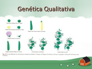 Genética Qualitativa
 