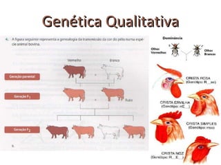 Genética Qualitativa
 