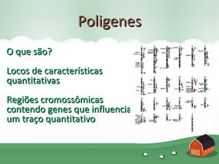 Poligenes
O que são?
Locos de características
quantitativas
Regiões cromossômicas
contendo genes que influenciam
um traço quantitativo
 