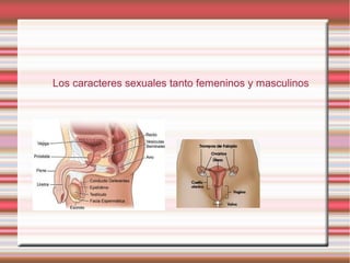 Caracteres sexuales 