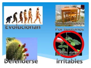 Cuadro de diferencias ser vivo e inerte