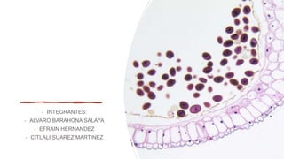- INTEGRANTES:
- ALVARO BARAHONA SALAYA
- EFRAIN HERNANDEZ
- CITLALI SUAREZ MARTINEZ
Infecciones
micoticas de la
mucosa oral
 