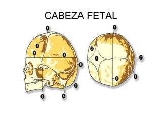 CABEZA FETAL
 