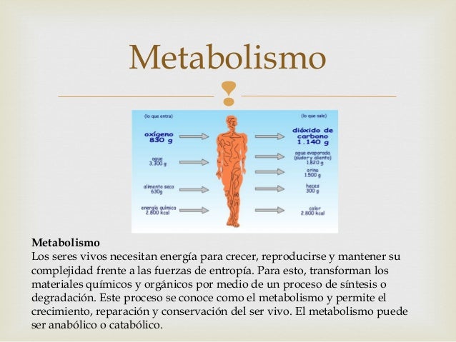 Caracteristicas de los seres vivos