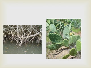 Caracteristicas de-los-seres-vivos