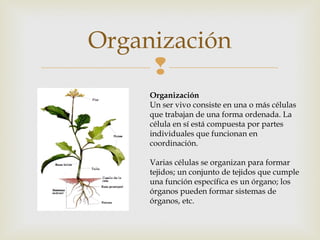 Organización 
 
Organización 
Un ser vivo consiste en una o más células 
que trabajan de una forma ordenada. La 
célula en sí está compuesta por partes 
individuales que funcionan en 
coordinación. 
Varias células se organizan para formar 
tejidos; un conjunto de tejidos que cumple 
una función específica es un órgano; los 
órganos pueden formar sistemas de 
órganos, etc. 
 