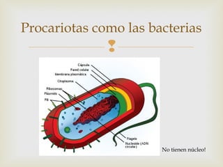 Procariotas como las bacterias 
 
No tienen núcleo! 
 