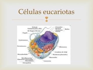 Células eucariotas 
 
 