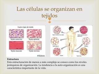 Las células se organizan en 
tejidos 
 
Estructura 
Esta estructuración de menos a más complejo se conoce como los niveles 
jerárquicos de organización. La tendencia a la auto-organización es una 
característica importante de la vida. 
 