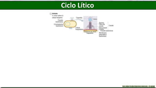 Ciclo Lítico
 