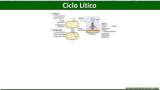 Ciclo Lítico
 