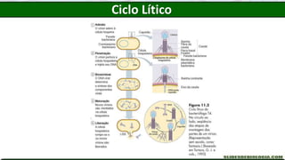 Ciclo Lítico
 