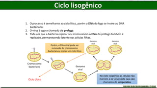 1. O processo é semelhante ao ciclo lítico, porém o DNA do fago se insere ao DNA
bacteriano.
2. O vírus é agora chamado de profago.
3. Toda vez que a bactéria replicar seu cromossomo o DNA do profago também é
replicado, permanecendo latente nas células filhas.
Cromossomo
bacteriano Genoma
viral
Porém, o DNA viral pode ser
removido do cromossomo
bacteriano e iniciar um ciclo lítico
Genoma
viral
Genoma
viral
Ciclo Lítico
No ciclo lisogênico as células não
morrem e os vírus neste caso são
chamados de temperados.
Ciclo lisogênico
 
