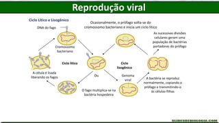 DNA do fago
Cromossomo
bacteriano
Ciclo lítico Ciclo
lisogênico
O fago multiplica-se na
bactéria hospedeira
Ocasionalmente, o prófago solta-se do
cromossomo bacteriano e inicia um ciclo lítico
A célula é lisada
liberando os fagos A bactéria se reproduz
normalmente, copiando o
prófago e transmitindo-o
às células-filhas
Ou
As sucessivas divisões
celulares geram uma
população de bactérias
portadoras do prófago
Genoma
viral
Ciclo Lítico e Lisogênico
Reprodução viral
 