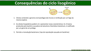 1. Células contendo o genoma viral (profago) são imunes à reinfecção por um fago da
mesma espécie.
2. As células hospedeiras podem vir a apresentar novas características. Ex: A toxina
produzida pela bactéria causadora do botulismo Clostridium botulinum, é codificada
por um gene de um profago.
3. Permite a transdução bacteriana ( tipo de reprodução sexuada em bactérias)
Genoma
viral
Consequências do ciclo lisogênico
 