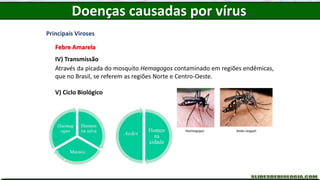 Principais Viroses
Febre Amarela
IV) Transmissão
Através da picada do mosquito Hemagogos contaminado em regiões endêmicas,
que no Brasil, se referem as regiões Norte e Centro-Oeste.
V) Ciclo Biológico
Haemagogos Aedes aegypti
Doenças causadas por vírus
 