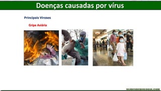 Doenças causadas por vírus
Principais Viroses
Gripe Aviária
 