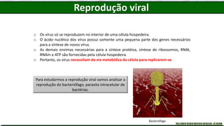 o Os vírus só se reproduzem no interior de uma célula hospedeira.
o O ácido nucléico dos vírus possui somente uma pequena parte dos genes necessários
para a síntese de novos vírus.
o As demais enzimas necessárias para a síntese protéica, síntese de ribossomos, RNAt,
RNAm e ATP são fornecidas pela célula hospedeira.
o Portanto, os vírus necessitam da via metabólica da célula para replicarem-se.
Para estudarmos a reprodução viral vamos analisar a
reprodução do bacteriófago, parasita intracelular de
bactérias.
Bacteriófago
Reprodução viral
 
