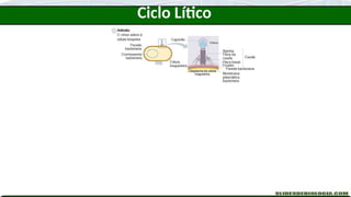 Ciclo Lítico
 