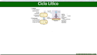 Ciclo Lítico
 