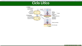 Ciclo Lítico
 
