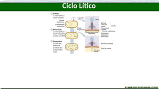 Ciclo Lítico
 