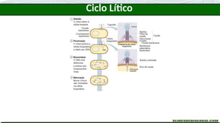 Ciclo Lítico
 