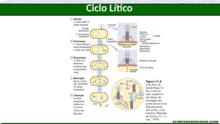 Ciclo Lítico
 