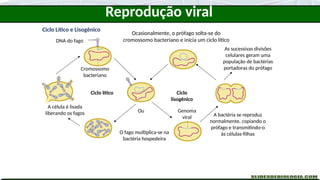 DNA do fago
Cromossomo
bacteriano
Ciclo lítico Ciclo
lisogênico
O fago multiplica-se na
bactéria hospedeira
Ocasionalmente, o prófago solta-se do
cromossomo bacteriano e inicia um ciclo lítico
A célula é lisada
liberando os fagos A bactéria se reproduz
normalmente, copiando o
prófago e transmitindo-o
às células-filhas
Ou
As sucessivas divisões
celulares geram uma
população de bactérias
portadoras do prófago
Genoma
viral
Ciclo Lítico e Lisogênico
Reprodução viral
 