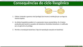 1. Células contendo o genoma viral (profago) são imunes à reinfecção por um fago da
mesma espécie.
2. As células hospedeiras podem vir a apresentar novas características. Ex: A toxina
produzida pela bactéria causadora do botulismo Clostridium botulinum, é codificada
por um gene de um profago.
3. Permite a transdução bacteriana ( tipo de reprodução sexuada em bactérias)
Genoma
viral
Consequências do ciclo lisogênico
 