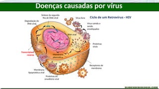 Síntese da segunda
fita de DNA viral
Receptores de
membrana
Vírus livre
Proteínas do
envoltório viral
Membrana
lipoprotéica viral
Degradação do
RNA viral
Proteínas
virais
Membrana
plasmática
RNA viral
Doenças causadas por vírus
Ciclo de um Retrovírus - HIV
Transcriptase
reversa
Vírus saindo e
sendo
envelopados
 