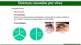 Principais Viroses
Febre Amarela
IV) Transmissão
Através da picada do mosquito Hemagogos contaminado em regiões endêmicas,
que no Brasil, se referem as regiões Norte e Centro-Oeste.
V) Ciclo Biológico
Haemagogos Aedes aegypti
Doenças causadas por vírus
 