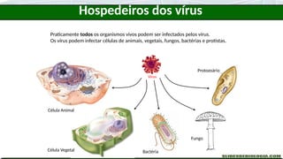 Praticamente todos os organismos vivos podem ser infectados pelos vírus.
Os vírus podem infectar células de animais, vegetais, fungos, bactérias e protistas.
Célula Animal
Célula Vegetal Bactéria
Fungo
Protozoário
Vírus
Hospedeiros dos vírus
 