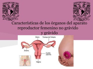Características de los órganos del aparato
   reproductor femenino no grávido
                 y grávido
 