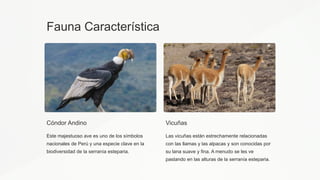 Fauna Característica
Cóndor Andino
Este majestuoso ave es uno de los símbolos
nacionales de Perú y una especie clave en la
biodiversidad de la serranía esteparia.
Vicuñas
Las vicuñas están estrechamente relacionadas
con las llamas y las alpacas y son conocidas por
su lana suave y fina. A menudo se les ve
pastando en las alturas de la serranía esteparia.
 