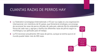 CUANTAS RAZAS DE PERROS HAY
 La Federation Cynologique Internationale, o FCI por sus siglas es una organización
internacional, con miembros de 91 países, que fomenta la sinología y se encarga
de reconocer las razas de perros oficiales de cada país, además fija los estándares
físicos de cada raza, y agrupa y clasifica las diferentes razas de perros según su
morfología y sus aptitudes para el trabajo.
 La FCI reconoce actualmente 344 razas de perros, aunque se estima que en el
mundo puede haber más de 400 razas.
Razas de perros
por selección y
razas por
mestizaje
Perros de
raza pueden
ser de dos
tipos
Razas de
perros
puras
Razas
obtenidas
mediante
cruces
 