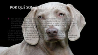 POR QUÉ SON ÚTILES LAS RAZAS
 Más allá de su apariencia estética, conocer las diferentes razas de perros es de
gran utilidad, porque cada raza tiene un comportamiento y un temperamento
diferente. Para evitar futuros abandonos porque no te gusta cómo actúa un perro
o no te lo esperabas así, lo ideal es elegir un perro acorde a tu estilo de vida, tu
personalidad y ser realista en tus expectativas.
Es decir, que si eres un tipo deportista y activo un husky siberiano puede ser tu
amigo ideal, porque te seguirá el ritmo, además de hacerte compañía. Pero sí
prefieres pasar mucho tiempo en casa, leyendo o viendo la televisión, necesitarás una
raza más tranquila y relajada, que esté feliz de acompañarte en el sofá, por ejemplo
un pug, o un bulldog francés.
 