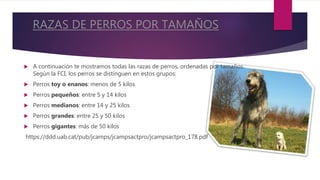 RAZAS DE PERROS POR TAMAÑOS
 A continuación te mostramos todas las razas de perros, ordenadas por tamaños.
Según la FCI, los perros se distinguen en estos grupos:
 Perros toy o enanos: menos de 5 kilos
 Perros pequeños: entre 5 y 14 kilos
 Perros medianos: entre 14 y 25 kilos
 Perros grandes: entre 25 y 50 kilos
 Perros gigantes: más de 50 kilos
https://ddd.uab.cat/pub/jcamps/jcampsactpro/jcampsactpro_178.pdf
 
