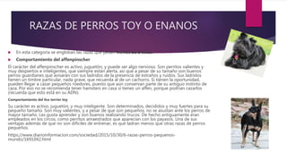 RAZAS DE PERROS TOY O ENANOS
 En esta categoría se engloban las razas que pesan menos de 5 kilos.
 Comportamiento del affenpinscher
El carácter del affenpinscher es activo, juguetón, y puede ser algo nervioso. Son perritos valientes y
muy despiertos e inteligentes, que siempre están alerta, así que a pesar de su tamaño son buenos
perros guardianes que avisarán con sus ladridos de la presencia de extraños y ruidos. Sus ladridos
tienen un timbre particular, nada grave, que recuerda al de un cachorro. Si tienen la oportunidad,
pueden llegar a cazar pequeños roedores, puesto que aún conservan parte de su antiguo instinto de
caza. Por eso no se recomienda tener hamsters en casa si tienes un affen, porque podrían cazarlos
(recuerda que esto está en su ADN).
Comportamiento del fox terrier toy
Su carácter es activo, juguetón, y muy inteligente. Son determinados, decididos y muy fuertes para su
pequeño tamaño. Son muy valientes, y a pesar de que son pequeños, no se asustan ante los perros de
mayor tamaño. Les gusta aprender y son buenos realizando trucos. De hecho antiguamente eran
empleados en los circos, como perritos amaestrados que aparecían con los payasos. Una de sus
ventajas además de que no son difíciles de entrenar, es que ladran menos que otras razas de perros
pequeños.
https://www.diarioinformacion.com/sociedad/2015/10/30/6-razas-perros-pequenos-
mundo/1691042.html
 
