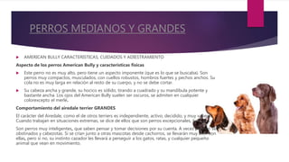 PERROS MEDIANOS Y GRANDES
 AMERICAN BULLY CARACTERISTICAS, CUIDADOS Y ADIESTRAMIENTO
Aspecto de los perros American Bully y características físicas
 Este perro no es muy alto, pero tiene un aspecto imponente (que es lo que se buscaba). Son
perros muy compactos, musculados, con cuellos robustos, hombros fuertes y pechos anchos. Su
cola no es muy larga en relación al resto de su cuerpo, y no se debe cortar.
 Su cabeza ancha y grande, su hocico es sólido, tirando a cuadrado y su mandíbula potente y
bastante ancha. Los ojos del American Bully suelen ser oscuros, se admiten en cualquier
colorexcepto el merlé.
Comportamiento del airedale terrier GRANDES
El carácter del Airedale, como el de otros terriers es independiente, activo, decidido, y muy valiente.
Cuando trabajan en situaciones extremas, se dice de ellos que son perros excepcionales, heroicos.
Son perros muy inteligentes, que saben pensar y tomar decisiones por su cuenta. A veces pueden ser
obstinados y cabezotas. Si se crían junto a otras mascotas desde cachorros, se llevarán muy bien con
ellas, pero si no, su instinto cazador les llevará a perseguir a los gatos, ratas, y cualquier pequeño
animal que vean en movimiento.
 