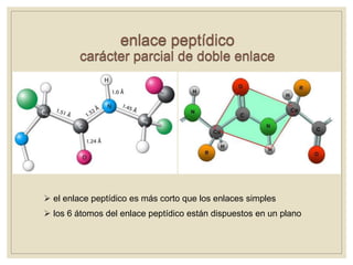 enlace peptídico
carácter parcial de doble enlace
 el enlace peptídico es más corto que los enlaces simples
 los 6 átomos del enlace peptídico están dispuestos en un plano
 