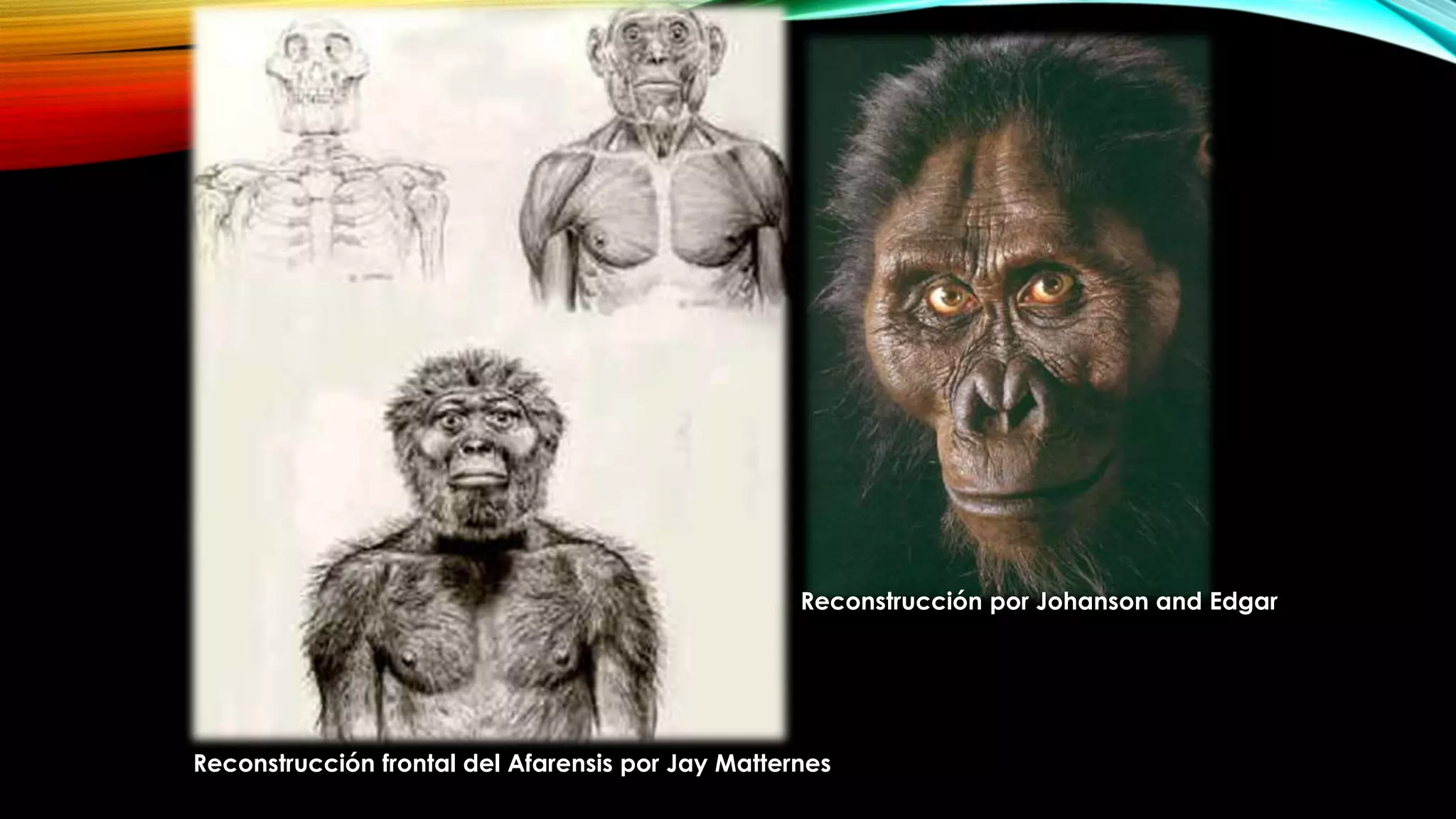 Caracteristicas del hombre, evolucion del hombre | PPTX