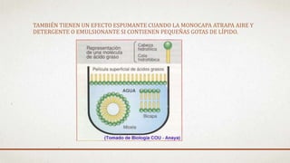 TAMBIÉN TIENEN UN EFECTO ESPUMANTE CUANDO LA MONOCAPA ATRAPA AIRE Y
DETERGENTE O EMULSIONANTE SI CONTIENEN PEQUEÑAS GOTAS DE LÍPIDO.