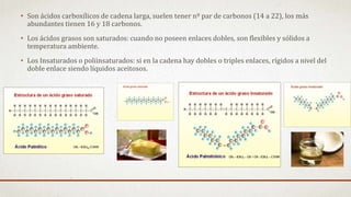 • Son ácidos carboxílicos de cadena larga, suelen tener nº par de carbonos (14 a 22), los más
abundantes tienen 16 y 18 carbonos.
• Los ácidos grasos son saturados: cuando no poseen enlaces dobles, son flexibles y sólidos a
temperatura ambiente.
• Los Insaturados o poliinsaturados: si en la cadena hay dobles o triples enlaces, rígidos a nivel del
doble enlace siendo líquidos aceitosos.