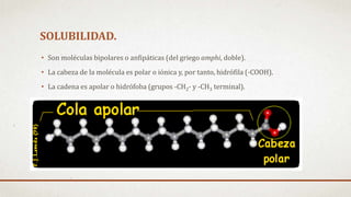 SOLUBILIDAD.
• Son moléculas bipolares o anfipáticas (del griego amphi, doble).
• La cabeza de la molécula es polar o iónica y, por tanto, hidrófila (-COOH).
• La cadena es apolar o hidrófoba (grupos -CH2- y -CH3 terminal).
