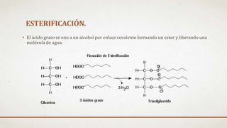 ESTERIFICACIÓN.
• El ácido graso se une a un alcohol por enlace covalente formando un ester y liberando una
molécula de agua.