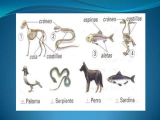 Caracteristicas De Los Animales