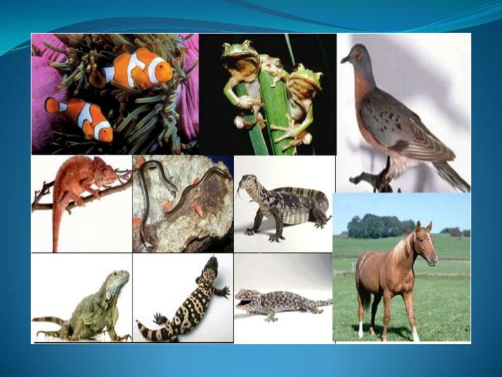 Caracteristicas De Los Animales