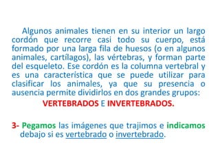 Algunos animales tienen en su interior un largo
cordón que recorre casi todo su cuerpo, está
formado por una larga fila de huesos (o en algunos
animales, cartílagos), las vértebras, y forman parte
del esqueleto. Ese cordón es la columna vertebral y
es una característica que se puede utilizar para
clasificar los animales, ya que su presencia o
ausencia permite dividirlos en dos grandes grupos:
VERTEBRADOS E INVERTEBRADOS.
3- Pegamos las imágenes que trajimos e indicamos
debajo si es vertebrado o invertebrado.
 